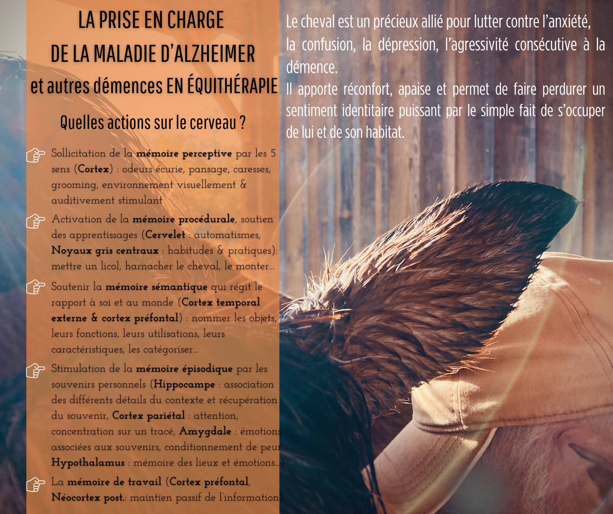 alzheimer et équithérapie